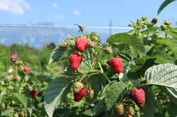 Framboisiers sans &eacute;pines Schlaraffia Naschmich jardinerie Lubera