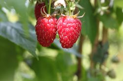 Framboisiers Schlaraffia, framboisier non remontant Lubera