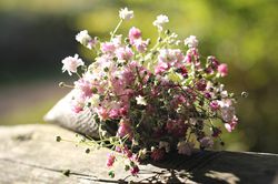 Gypsophile, Gypsophila, Lubera