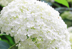 photohortensia boule &agrave; neige acheter