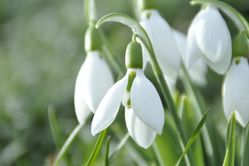 Schneegl&ouml;ckchen kaufen Galanthus nivalis Lubera