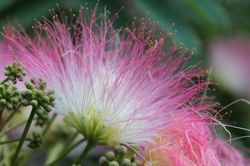 photo Seidenbaum kaufen Albizia
