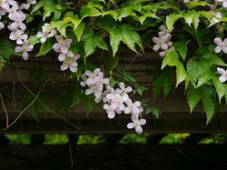 plantes grimpantes auto-grimpantes