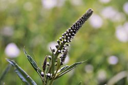 cimicifuga, cierges d'argent