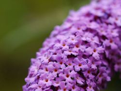 Sommerflieder kaufen, Schmetterlingsflieder Lubera