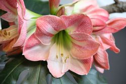 Amaryllis kaufen Lubera