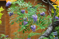 Amerikanischer glycine, Lubera