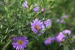 Aster novi-belgii Royal Blue Glattblattaster