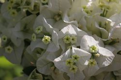Bougainvillea x buttiana Jamaica White Lubera