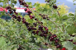 Caseille ConfiBeere Jofruity