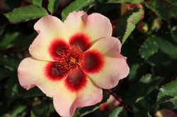 Acheter des roses persanes Lubera Boutique en ligne