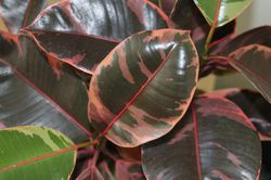 photo Gummibaum Ficus elastica Belize Lubera