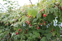 Framboisiers Summer Chef&reg;