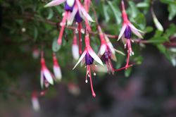 Fuchsias vivaces, Lubera