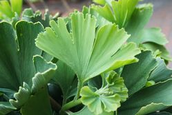 Ginkgo Baum Hochstamm roll, Ginkgo biloba Troll, Zierst&auml;mmchen kaufen