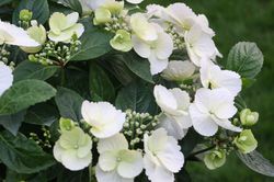Girlandenhortensie, Girlanden Hortensie, Runaway Bride Snow White