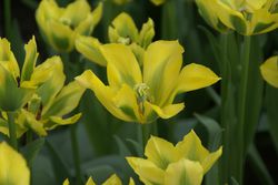 Acheter des tulipes vertes tulipes viridiflora Yellow springgreen jardinerie Lubera
