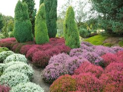 photo Winterharte Knospenheide Gardengirls&reg; Lubera