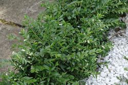 Lonicera Bodendecker, Immergr&uuml;ne Heckenkirsche Maigr&uuml;n Lubera