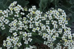 Chou marin Crambe maritima Lubera