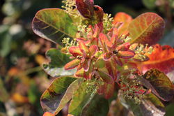 Per&uuml;ckenstrauch kaufen Cotinus coggygria Young Lady Per&uuml;ckenstrauch im Herbst