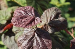 Corylus avellana Red Majestic Rotbl&auml;ttrige Korkenzieherhasel, zierhasel kaufen