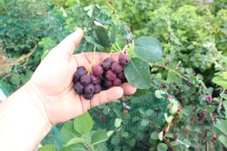 Amelanchier alnifolia Martin, fruits sauvages
