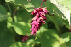 Leycesteria formosa Purple Rain Sch&ouml;ne Leycesterie Purple Rain Karamellbeere kaufen