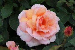 Acheter des rosiers parfum&eacute;s Rose Belle du Seigneur Lubera
