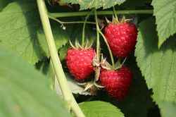SommerhimbeerenSummer Chef