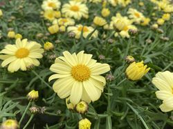 Strauchmargerite Gelb, Argyranthemum frutescens Lubera