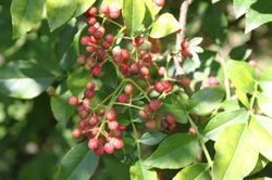 Poivre du Sichuan, Zanthoxylum simulans