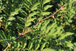 Poivrier du Sichuan Zanthoxylum simulans le shop Lubera