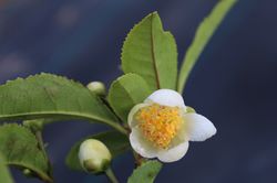 Fresh-T Echter Gartentee Lubera Camelia sinensis
