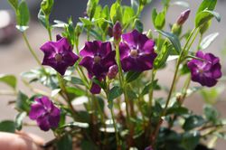 photo violette en fleurs, Vinca minor