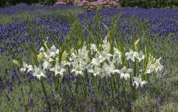 gla&iuml;euls de Byzance Gladiolus colville Albus Lubera