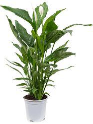 Einblatt Spathiphyllum Lubera Shop