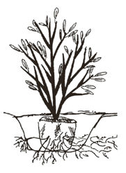 Plantation de la spir&eacute;e