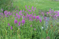 Ziest Stachys Lubera