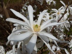 Magnolia stellata, magnolia &eacute;toil&eacute;