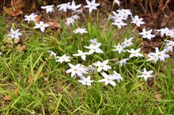 Ipheion