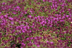 Plantes vivaces couvre-sol  Thym serpolet