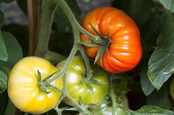 Plants de tomates, Lubera