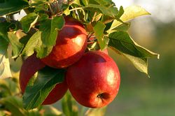 Variétés de pommes sucrées Photo de couverture pixabay