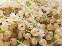 Groseilles blanches Lubera