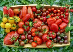 Acheter des graines de tomates, Lubera Shop