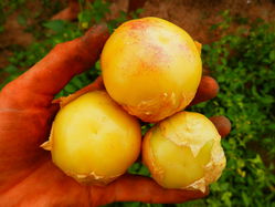 Baies de tomatillo Aurora &agrave; la main