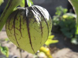 Tomatillo du Mexique, graines de Tomatillo, Physalis ixocarpa