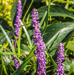 Liriope
