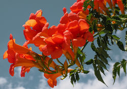 photo Trompetenblume kaufen Lubera online Shop